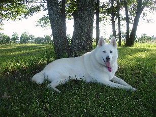 Willow takes in some shade