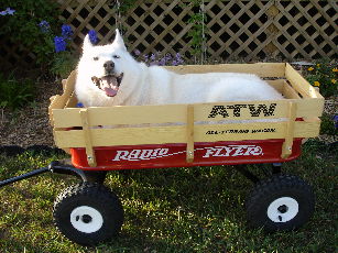 Willow goes for a spin in the wagon