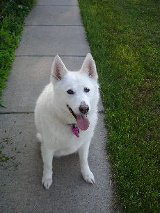 Willow on the sidewalk