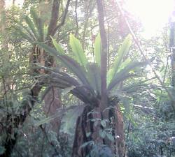 Birdsnest ferns in rainforest paradise at Mooltunya