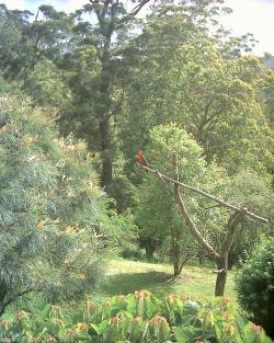 king parrot visiting the garden at Mooltunya