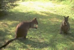 Two hand-raised wallabies enjoying a treat in the garden