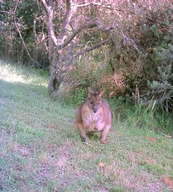 One of the hand-raised wallabies in the garden