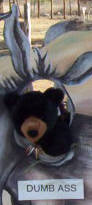 A rolling bear gathers no moss.