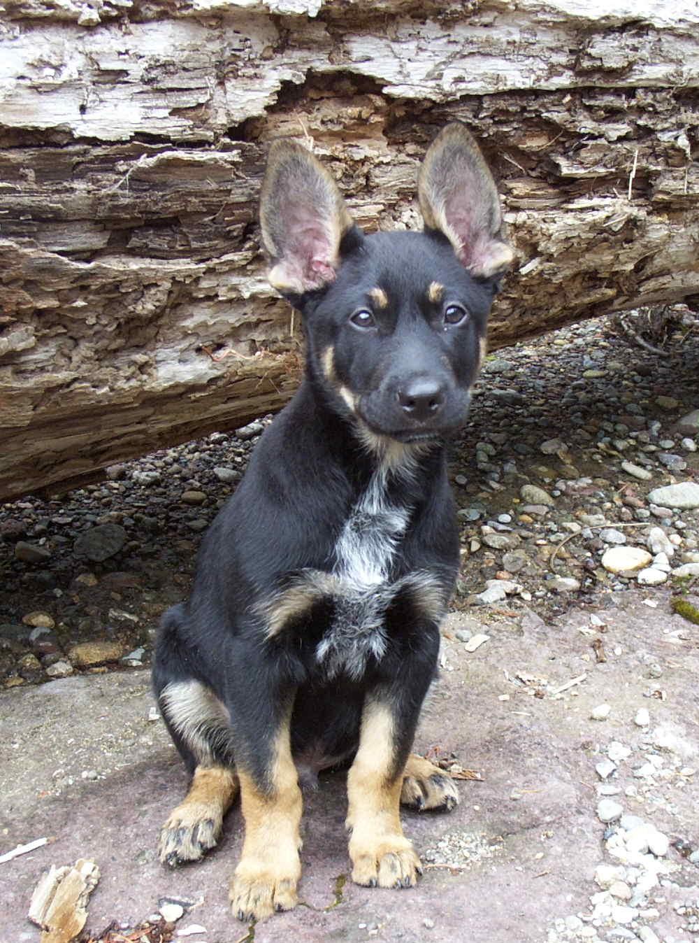 Our Dog Rip
