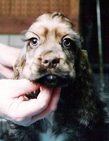 Sable male puppy