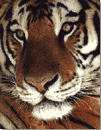 Go Tigers!