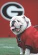 UGA (aint he cute?)