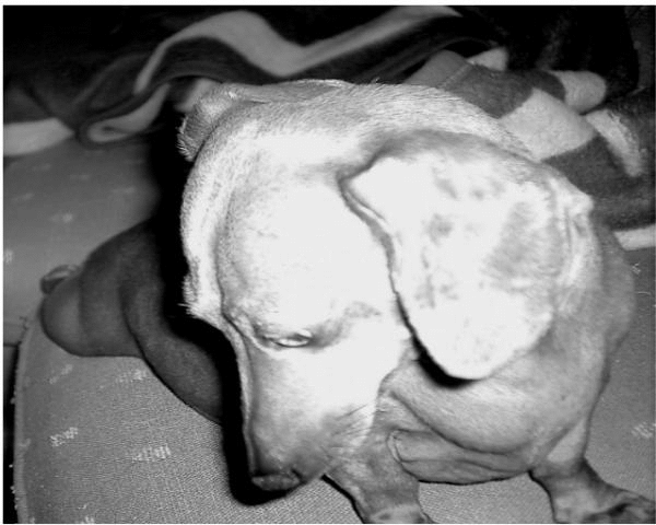 Click me for FAQ's about dachshunds