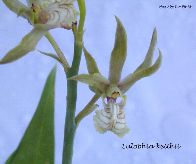 The Eulophia keithii.