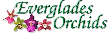 Everglades Orchids
