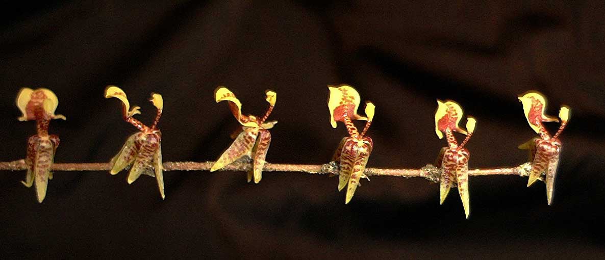 The Sigmatostalix Picta in all its glory