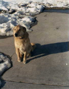 My doggie Butterscotch