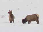 elk