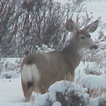 mule deer buck