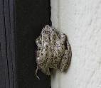 tiny frog - click to see large pic