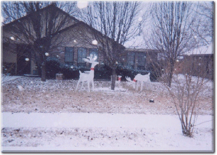 Reindeer Snow