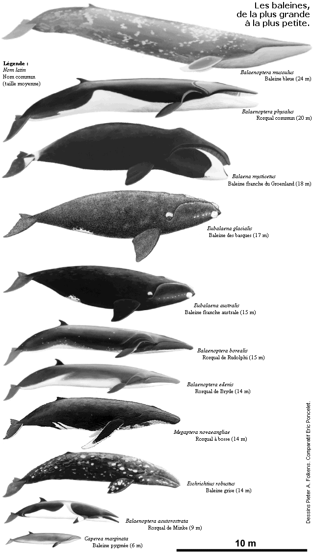 Les baleines, de la plus grande � la plus petite