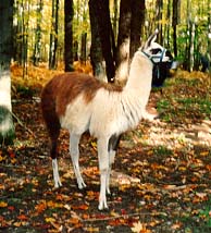 Lama