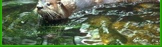 La loutre de riviere