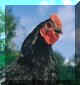 poulet_noir.jpg (2747 octets)