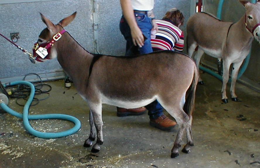 Cameo, yearling jennet