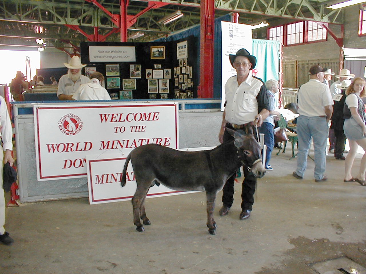 Bear, miniature donkey jack