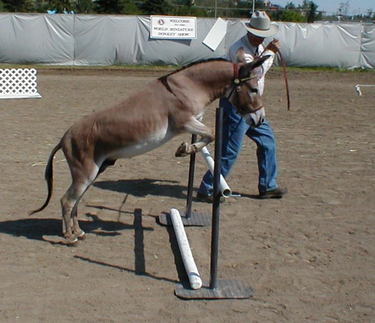 in-hand jumping in trail class 