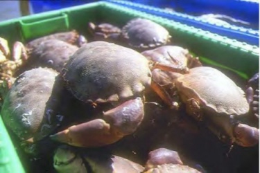 a box of crabs (c) Freefoto.com