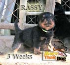 rassy3