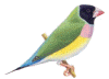 F.testa_nera.gif (18841 byte)