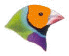 M.testa_gialla1.gif (6389 byte)