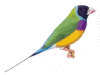 M.testa_nera.gif (19331 byte)