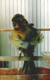 agi3.jpg (40238 byte)