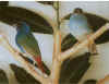coppia di Tanimbar