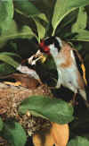 cardellinofoto.jpg (27510 byte)