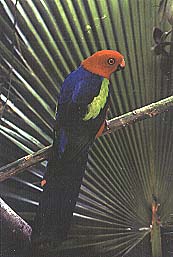 Alisterus chloropterus