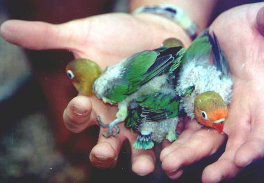 Ogni Quanto Fanno Le Uova Gli Inseparabili