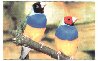 Diamante di Gould (maschio a testa rossa) - Foto tratta da "Uccelli esotici in colore" - SAFE Edizioni Zootecniche