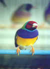 [Immagine prodotto]
