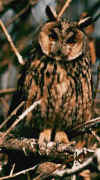 gufo.JPG (21118 byte)