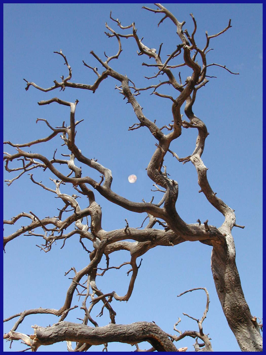 Tree and moon