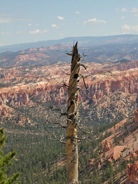 Tall tree