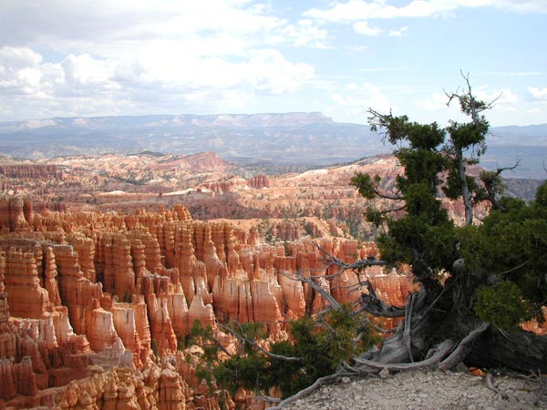 bristlecone pine