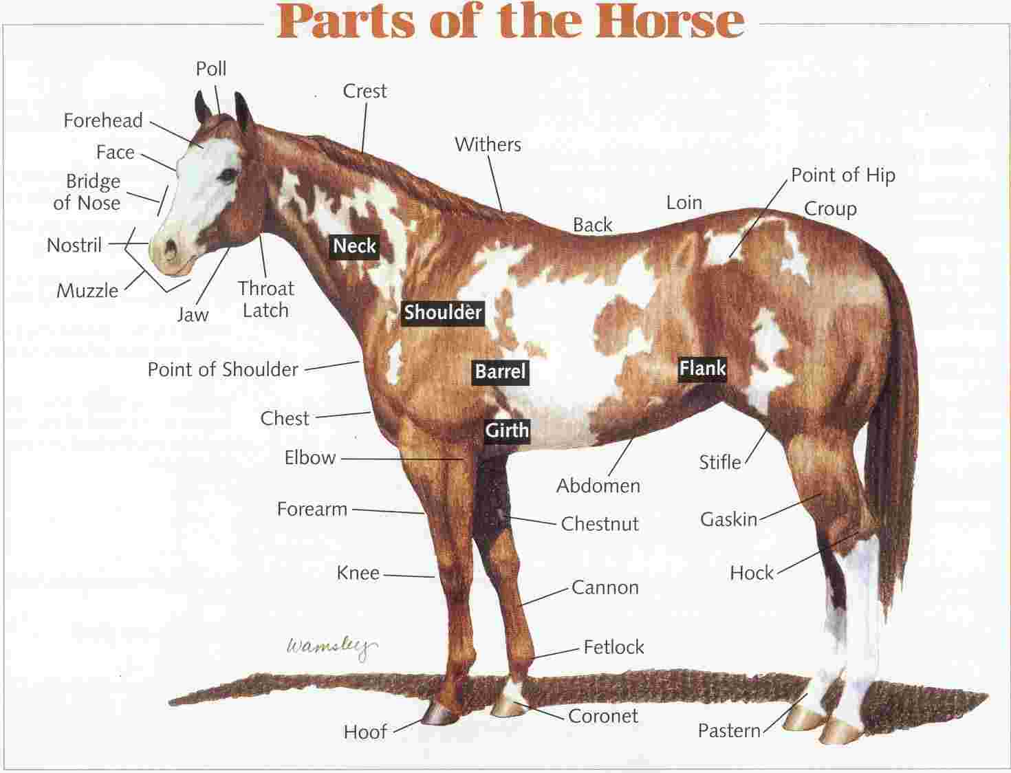 4-H Pledge on horse anatomy