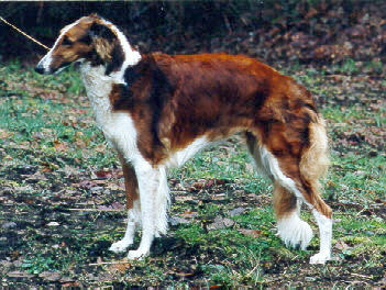 Virshina Rosie of Morgandell - 5yrs