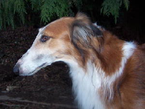 Sierra at 6 years