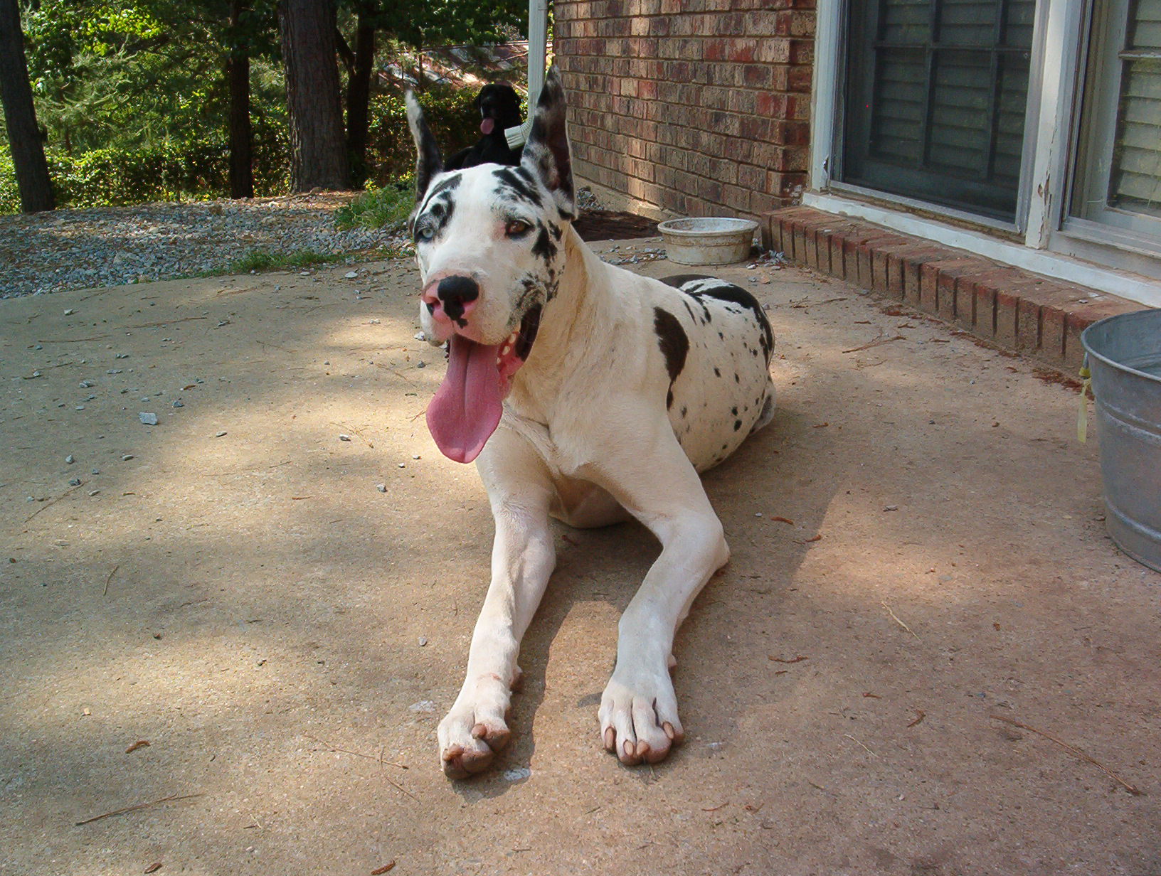 doberman pinscher and great dane mix