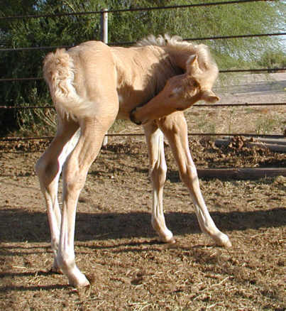 Yep!!  I am a Horse-Colt!