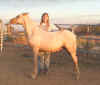Sonny is filling out to be a nice full bodied Morgan Horse.